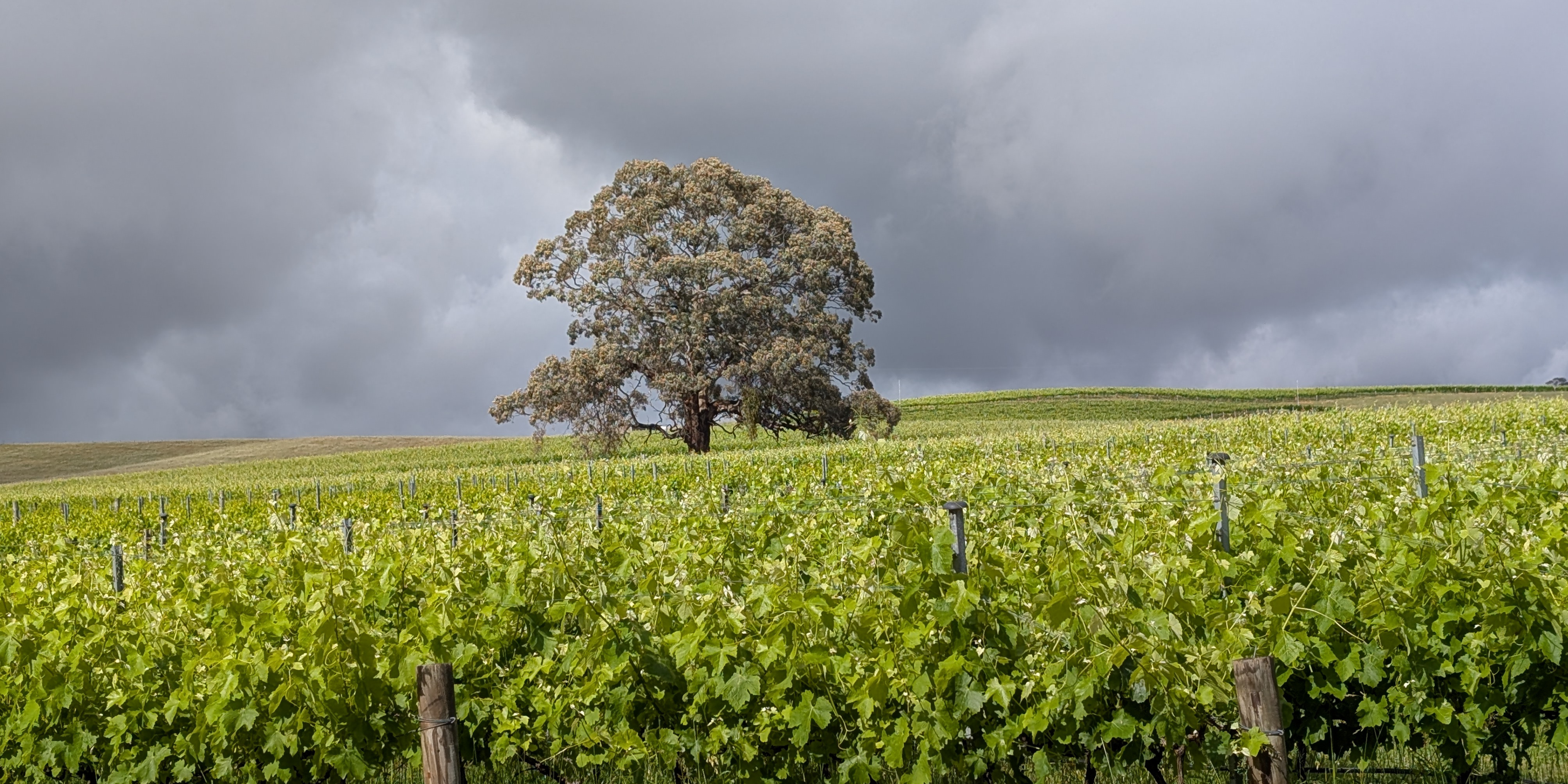 Helping out in the vines.